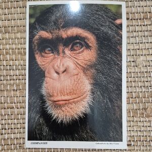 Vintage Lion Country Safari Post Card